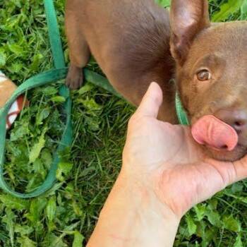 Traveler -  Pit Bull Terrier and Labrador Retriever Dog for Adoption in South Elgin, Illinois - Traveler | PetCurious