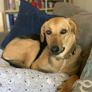 NY Bella (foster in Crompond NY) -  German Shepherd Dog and American Foxhound Dog for Adoption in Eastford, Connecticut - NY Bella (foster In Crompond NY) | PetCurious
