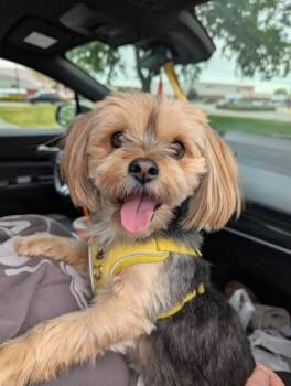 Yorkshire Terrier and Shih Tzu Dogs Available for Adoption in Virginia Beach, Virginia - Betty | PetCurious