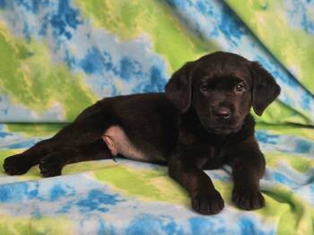 Rottweiler and Golden Retriever Dogs Available for Adoption in East Sparta, Ohio - Pancake | PetCurious