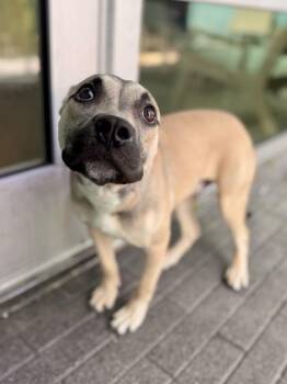 Aries -  Pit Bull Terrier and Mixed Breed Dog Available for Adoption in New Orleans, Louisiana - Aries | PetCurious