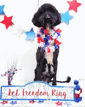 Chappal -  Poodle Dog for Adoption in Maysville, Kentucky - Chappal | PetCurious