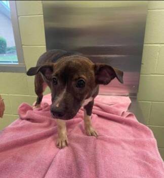 Dachshund and Mixed Breed Dogs Available for Adoption in Blountville, Tennessee - Fairy | PetCurious