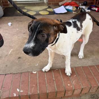 Mixed Breed Dogs Available for Adoption in Columbus, Georgia - 04/21/2026-Stray-MapleCircle | PetCurious