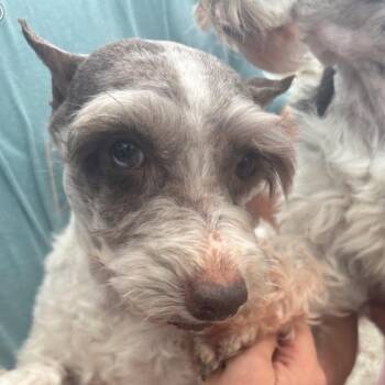 Aztec -  Schnauzer Dog for Adoption in Normal, Illinois - Aztec | PetCurious