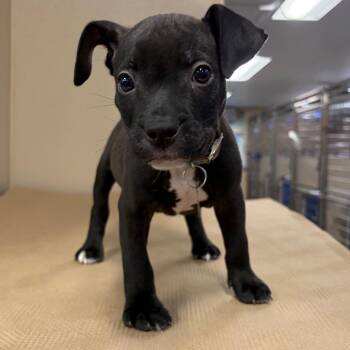 SCR2267 Jasper -  Terrier Dog for Adoption in Port Washington, New York - SCR2267 Jasper | PetCurious