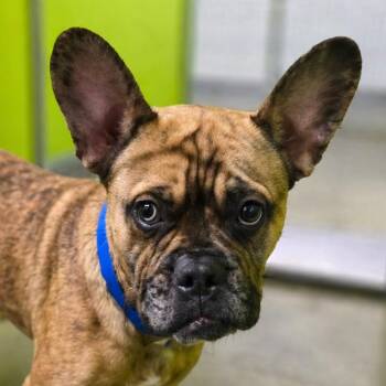 French Bulldog Dogs Available for Adoption in San Jacinto, California - Claude | PetCurious