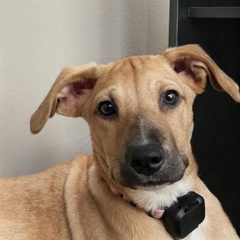 Dracula -  Labrador Retriever Dog for Adoption in Baldwin, Maryland - Dracula | PetCurious