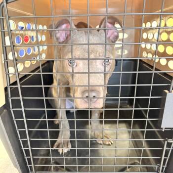 Mixed Breed Dogs Available for Adoption in Philadelphia, Pennsylvania - Fletcher | PetCurious