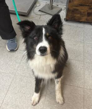 Australian Shepherd Dogs Available for Adoption in Sorrento, Louisiana - Bernie | PetCurious