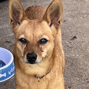 Twila -  Chihuahua and Miniature Pinscher Dog for Adoption in Farmersville, Ohio - Twila | PetCurious