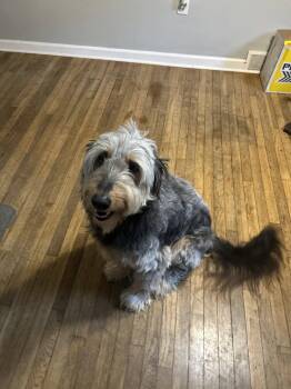 Oakley -  Standard Poodle and Labrador Retriever Dog for Adoption in Doylestown, Pennsylvania - Oakley | PetCurious