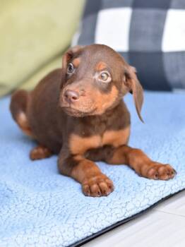 Sprout (Briar