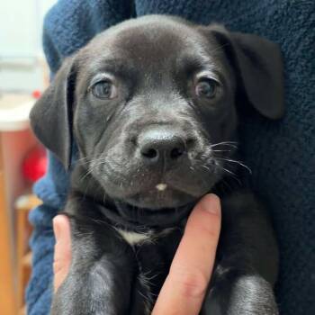 Rescue Terrier Dogs for Adoption in Valparaiso, Indiana - Roy Kent | PetCurious