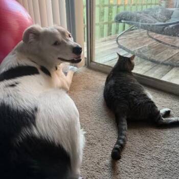 Denim -  Great Pyrenees and Border Collie Dog for Adoption in New Orleans, Louisiana - Denim | PetCurious