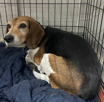 Beagle Dogs Available for Adoption - Ms. Zoey | PetCurious