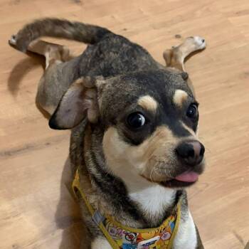 Ms. Fabulous Maya -  Puggle and Chihuahua Dog for Adoption in Ridgefield, Washington - Ms. Fabulous Maya | PetCurious