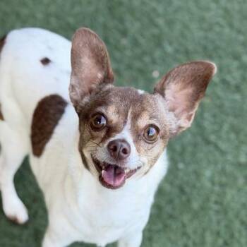 Nova -  Chihuahua Dog for Adoption in Sacramento, California - Nova | PetCurious