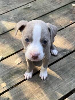 Yogi -  Terrier and Border Collie Dog for Adoption in Greensboro, Georgia - Yogi | PetCurious