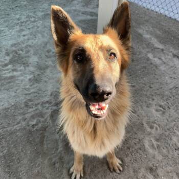 Rescue German Shepherd Dog Dogs for Adoption in Thousand Palms, California - A1883719 | PetCurious