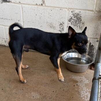 Pequeno -  Chihuahua Dog for Adoption in Edinburg, Texas - Pequeno | PetCurious