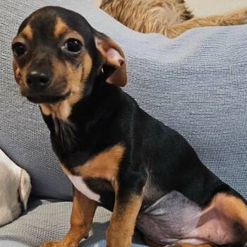Rachel / JA chiweenie -  Chihuahua and Dachshund Dog for Adoption in Venice, Florida - Rachel / JA Chiweenie | PetCurious
