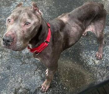 Liberty -  Pit Bull Terrier and Mixed Breed Dog for Adoption in Blue Ridge, Georgia - Liberty | PetCurious