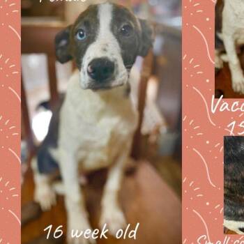 Lennox -  Mixed Breed Dog for Adoption in Rockville, Maryland - Lennox | PetCurious