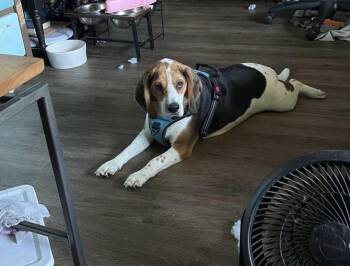 Birdie -  Beagle Dog for Adoption in East Amherst, New York - Birdie | PetCurious