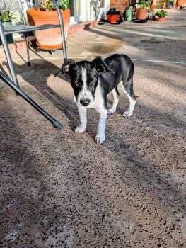 Border Collie Dogs Available for Adoption - Max | PetCurious