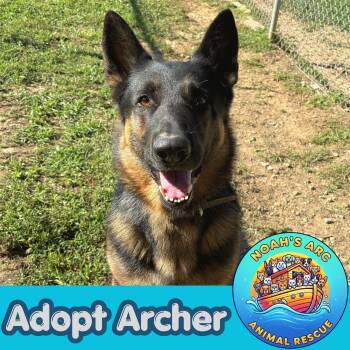 Archer -  German Shepherd Dog Dog Available for Adoption - Archer | PetCurious