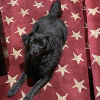 Billie -  Pomeranian and Terrier Dog for Adoption in Wichita, Kansas - Billie | PetCurious