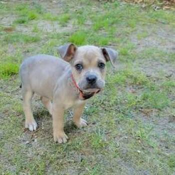 Wilbur -  Mixed Breed Dog for Adoption in West Olive, Michigan - Wilbur | PetCurious