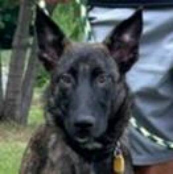 Dutch (Fudge) -  Dutch Shepherd Dog for Adoption in Dayton, Minnesota - Dutch (Fudge) | PetCurious