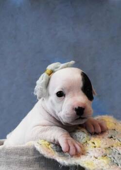 Pit Bull Terrier Dogs Available for Adoption - Penelope Puppy | PetCurious