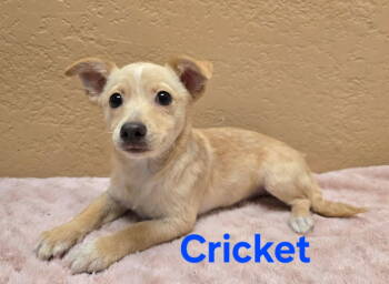 Rescue Chihuahua and Pomeranian Dogs for Adoption in Modesto, California - Cricket | PetCurious