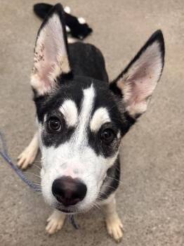 Rescue Siberian Husky Dogs for Adoption in Cleveland, Ohio - Calypso | PetCurious