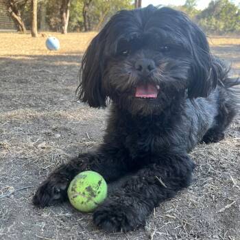 Shih Tzu Dogs Available for Adoption - Riley | PetCurious
