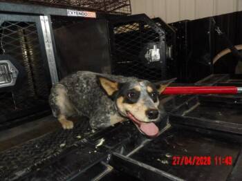 Mixed Breed Dogs Available for Adoption in Hobbs, New Mexico - Daisy | PetCurious