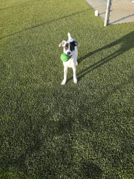 Rescue English Pointer and Terrier Dogs for Adoption in Boonville, Missouri - Shelby | PetCurious