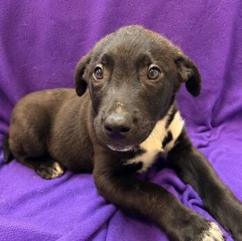 Rocky -  Mixed Breed Dog for Adoption in Waterloo, Iowa - Rocky | PetCurious