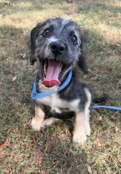Smores -  Poodle and Schnauzer Dog for Adoption in Suffield, Connecticut - Smores | PetCurious