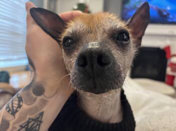 Xoloitzcuintli Mexican Hairless Dogs Available for Adoption - Don | PetCurious