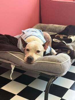 American Staffordshire Terrier Dogs Available for Adoption in Lakeland, Florida - Butters | PetCurious