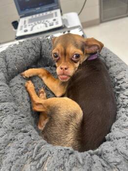 Georgie -  Chihuahua Dog for Adoption in Trenton, New Jersey - Georgie | PetCurious