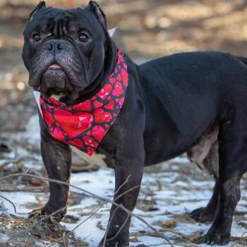 Cortez -  English Bulldog Dog for Adoption in Concord, New Hampshire - Cortez | PetCurious