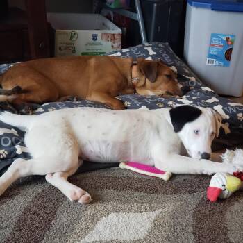 Loretta -  Labrador Retriever and Mixed Breed Dog for Adoption in Green Bay, Wisconsin - Loretta | PetCurious