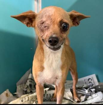Chihuahua Dogs Available for Adoption in Williston, Vermont - Lucy | PetCurious