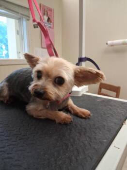 Gavin -  Yorkshire Terrier Dog for Adoption in Valparaiso, Indiana - Gavin | PetCurious