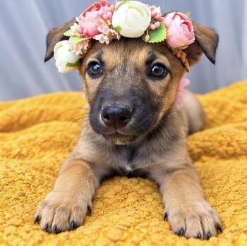 Blossom -  German Shepherd Dog Dog for Adoption in Foley, Alabama - Blossom | PetCurious
